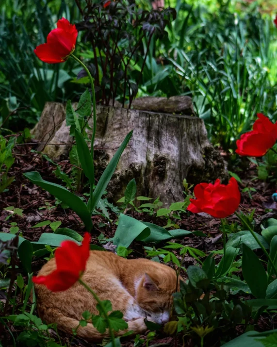 the cat is laying on the ground surrounded by red flowers