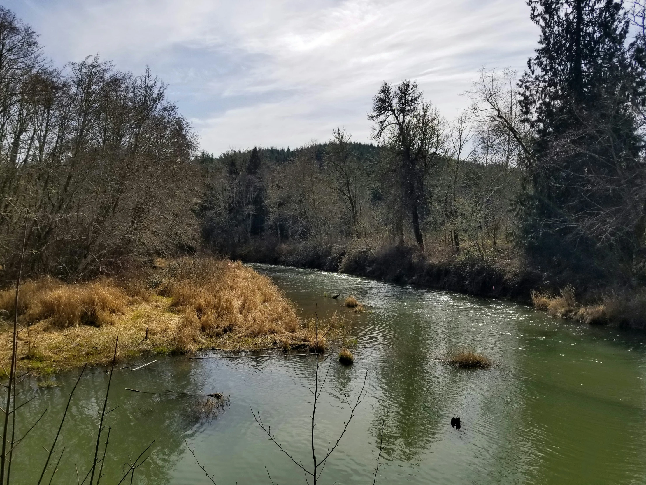 there is a small river flowing through the forest