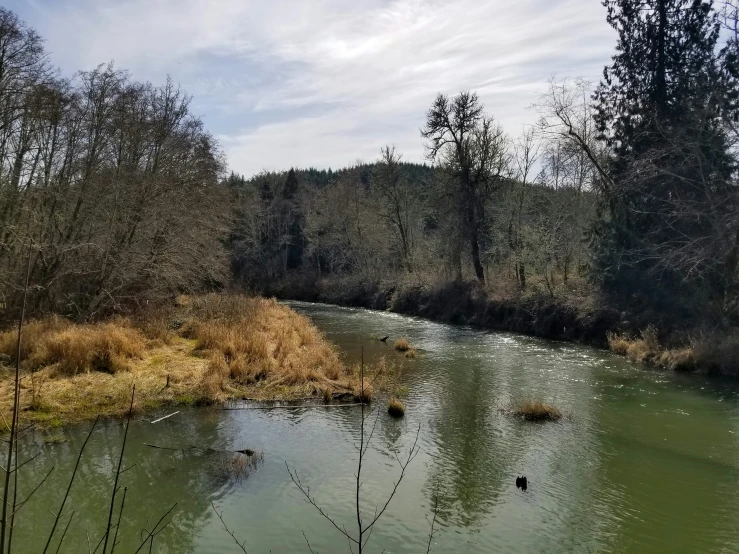 there is a small river flowing through the forest