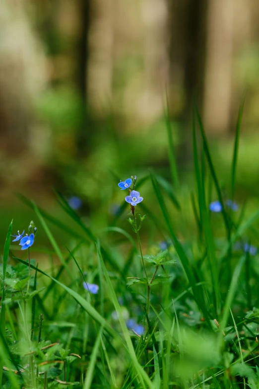 some blue flowers are in some green grass