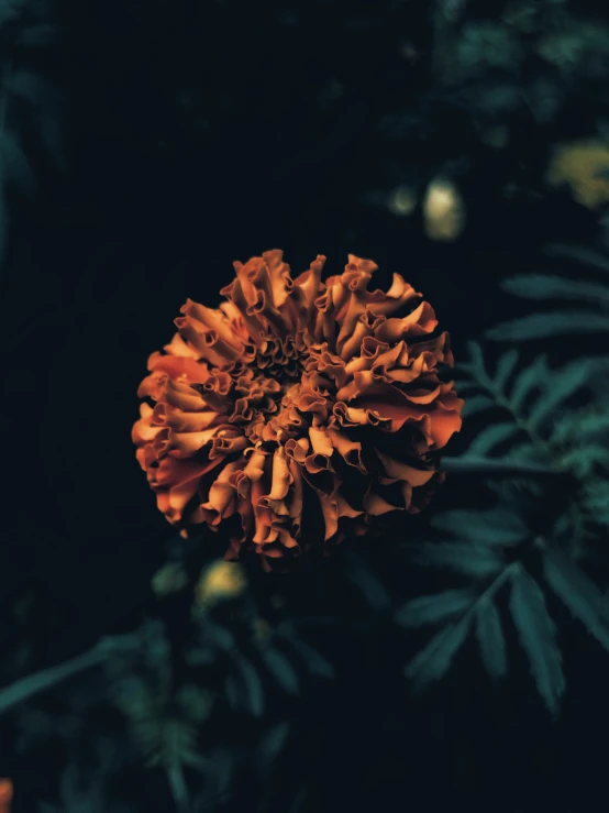 an orange flower sitting in front of some dark leaves