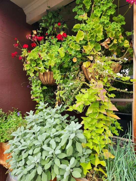 green plants growing from wooden pots on the porch