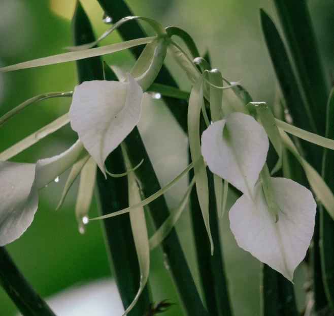 some flowers are hanging from a tree in the forest