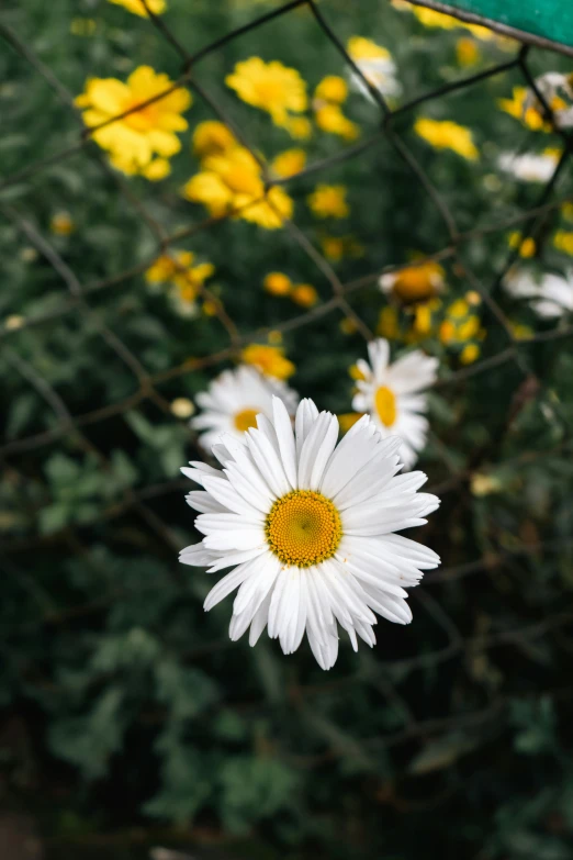 several flowers are displayed by a wire fence