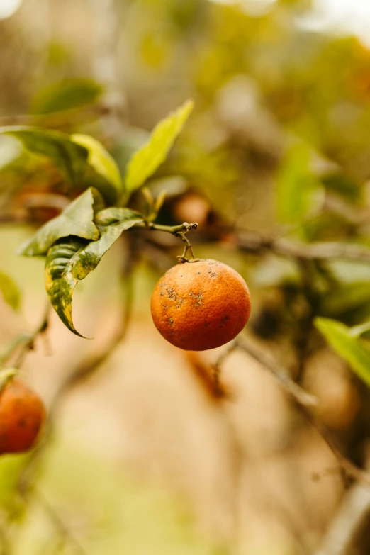 a tree with leaves is holding several fruit