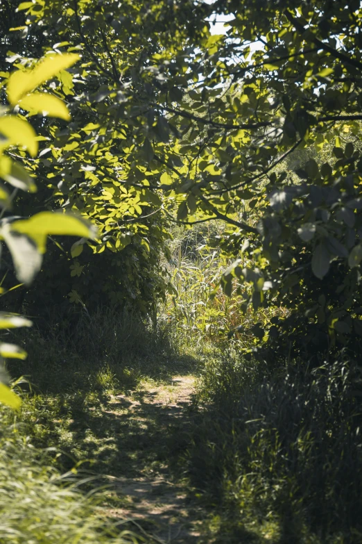 an open dirt path in the forest with grass and trees