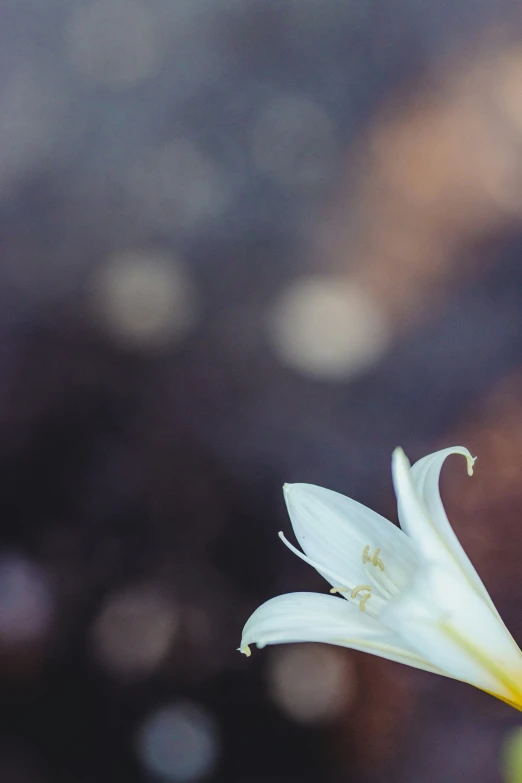 the top part of a white flower with black background