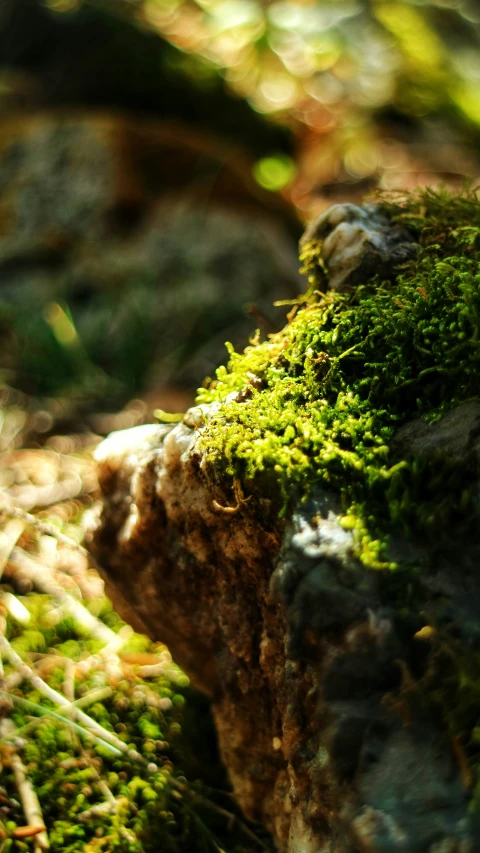 a green mossy area next to some trees