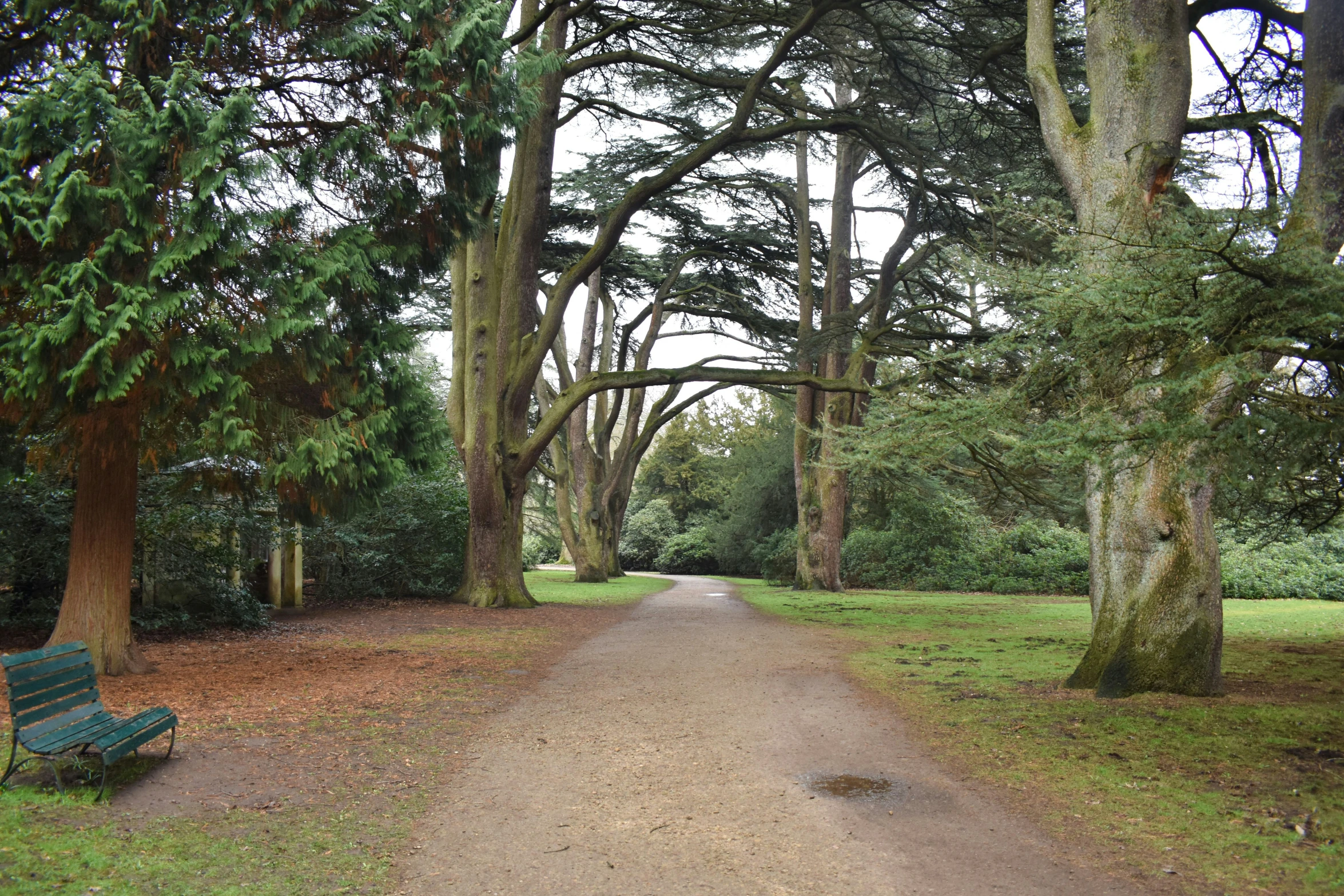 an empty path near some trees in the middle of a park