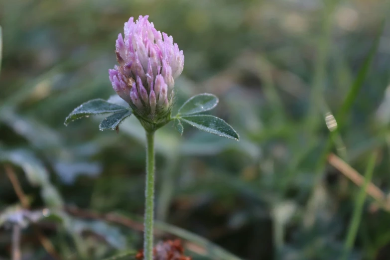 a pink flower blooming out in a field