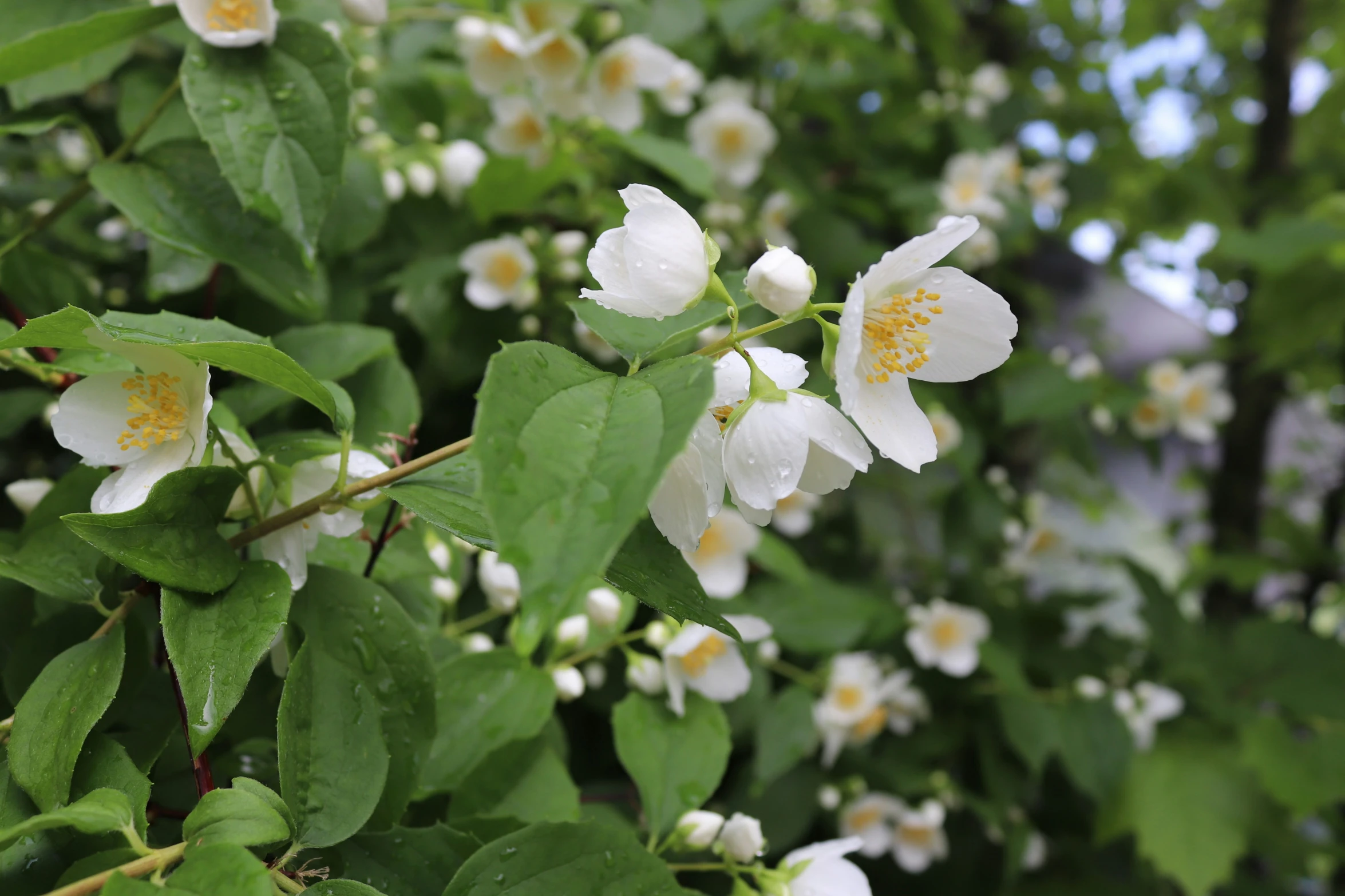 a tree with white flowers in a park area