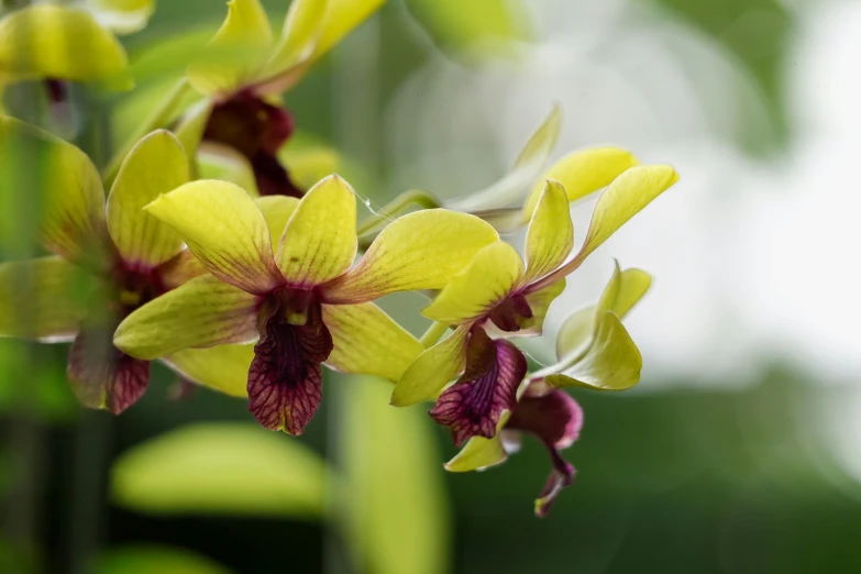 a group of very pretty yellow and maroon flowers