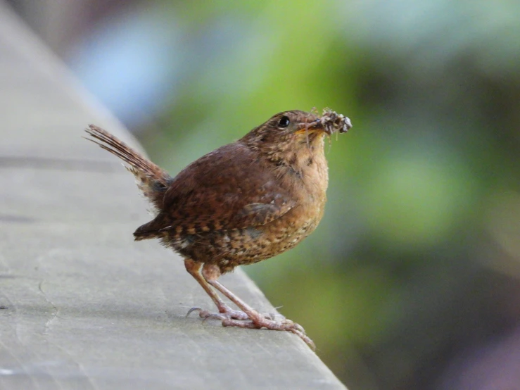 a bird perched on a ledge with its beak open