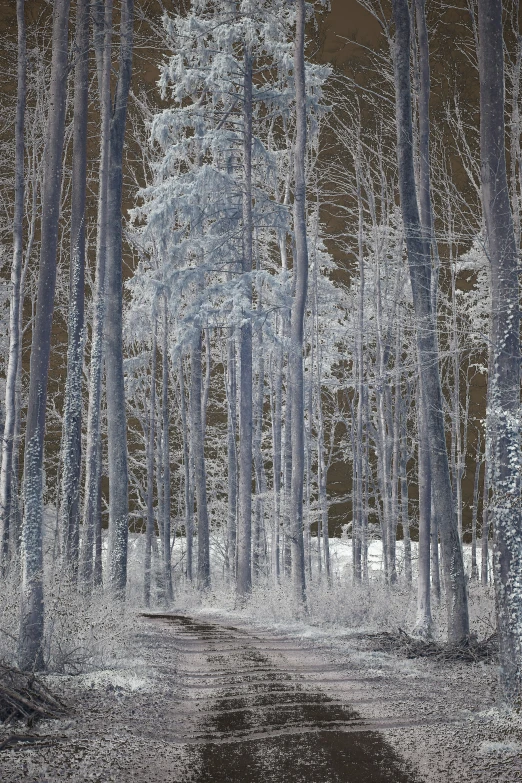 a road in a pine forest at night