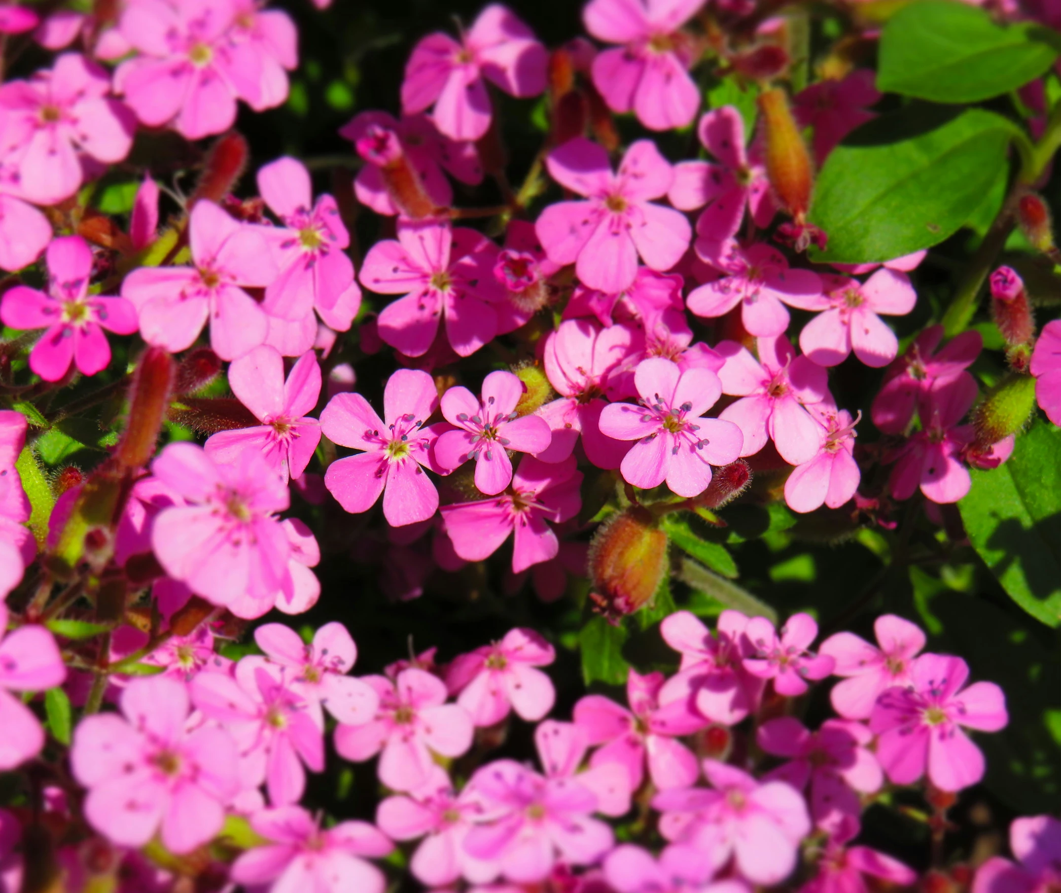 a bunch of small pink flowers growing on a bush