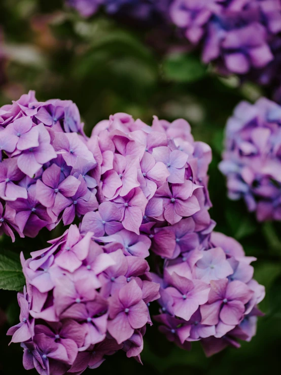 some purple flowers are on the bush with green leaves