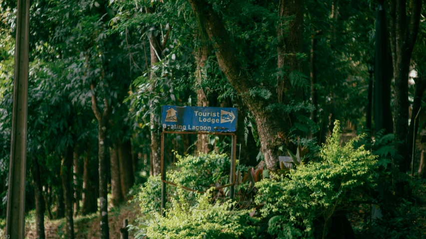 a road sign in between trees and bushes