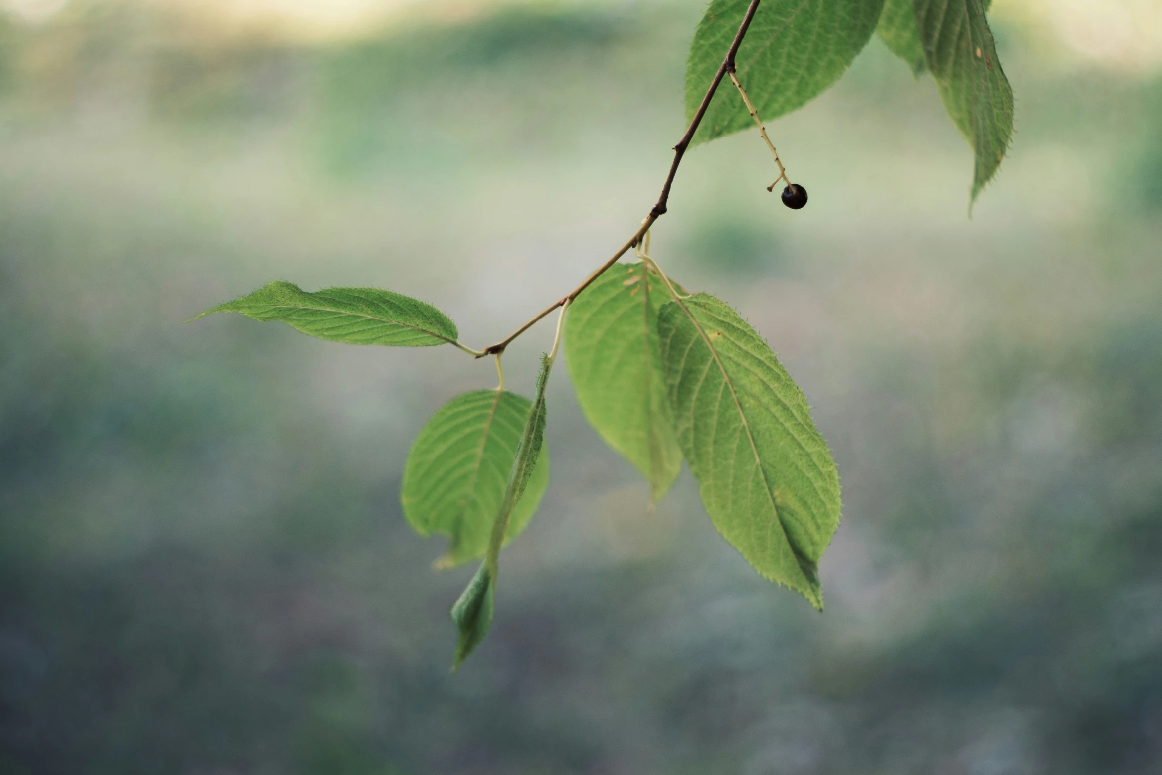 a small nch with leaves that has many green leaves