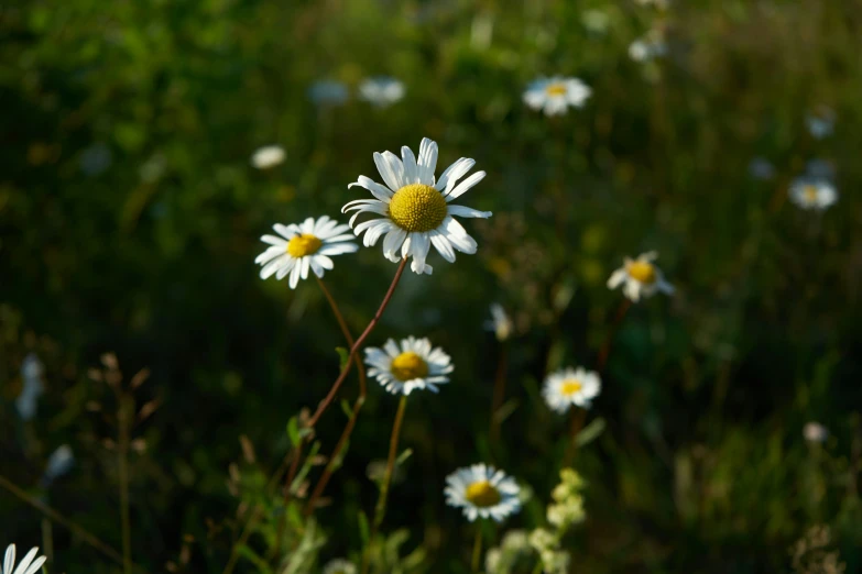 a white daisy sitting in a field full of flowers