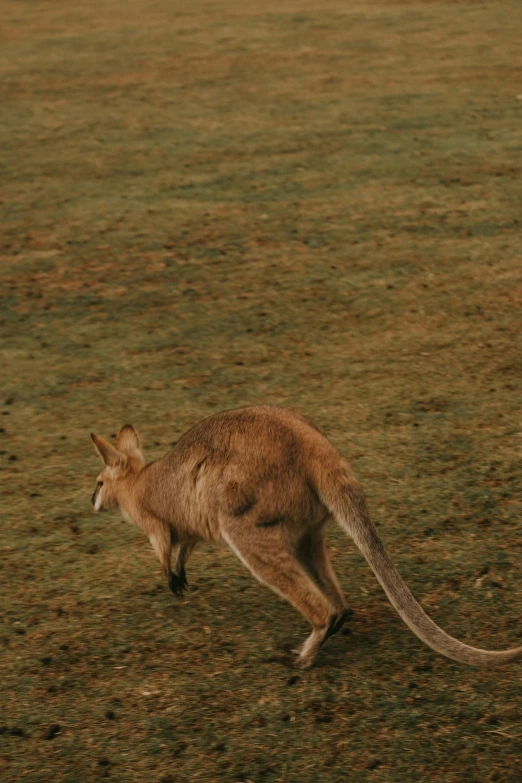 a kangaroo walks across an area with grass