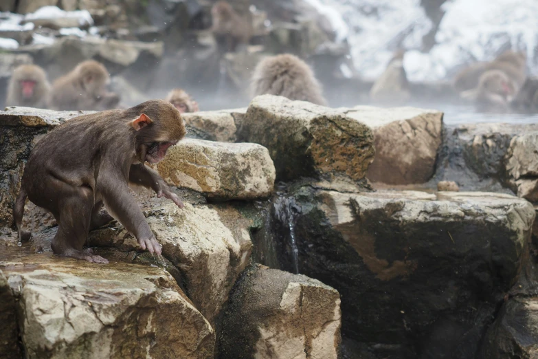 a monkey that is standing on some rocks