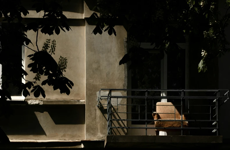 a cat lounges in the shade next to a building