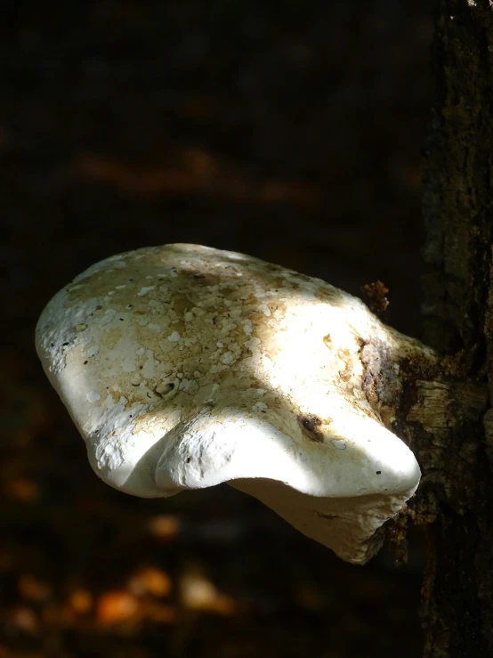 a mushroom is growing on a tree in the forest