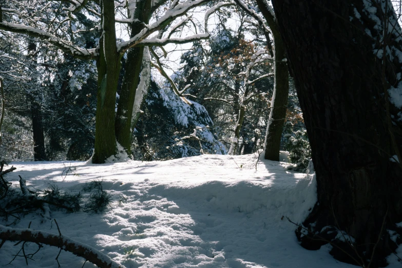 there is snow and trees in the forest