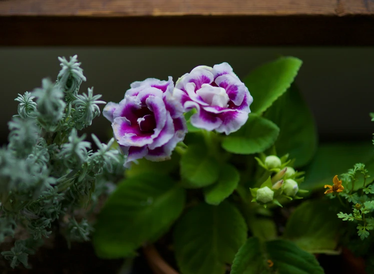 some pretty flowers and foliage in a vase