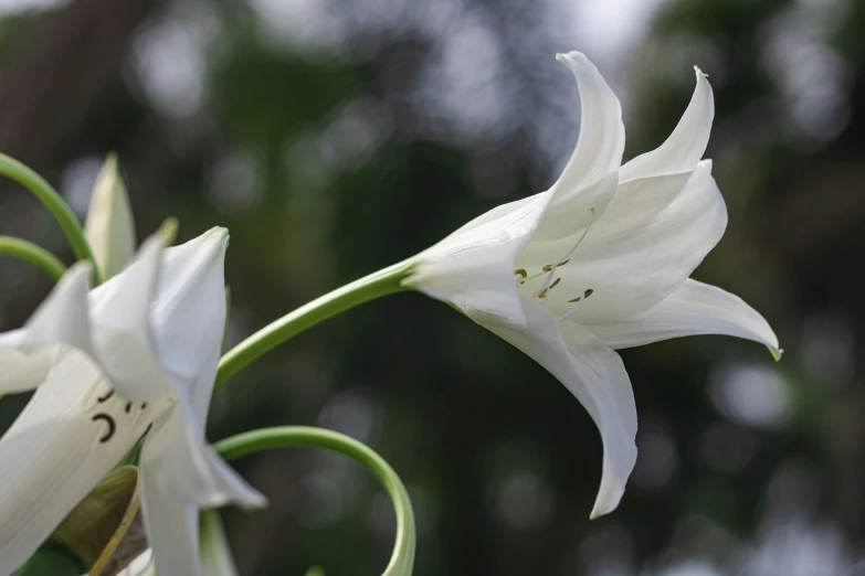 some white flowers and leaves outside during the day