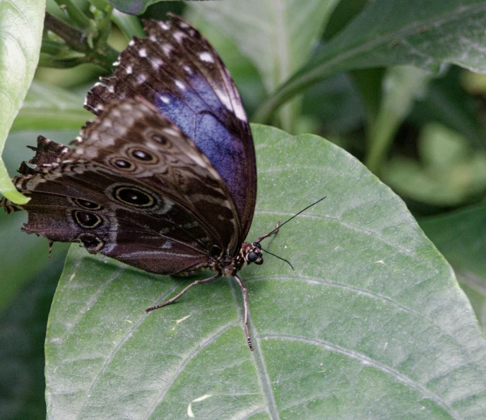 a black erfly sitting on top of a green leaf