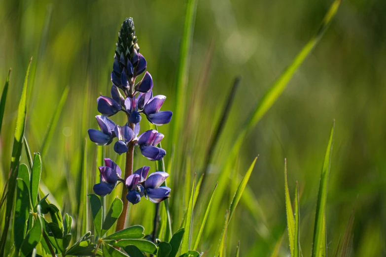 some pretty purple flowers sitting in the tall grass