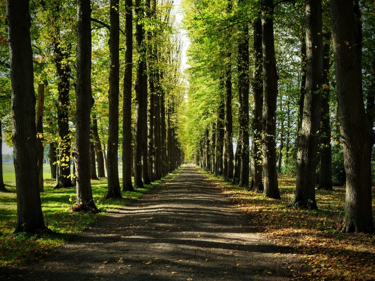 an image of a tree lined dirt path