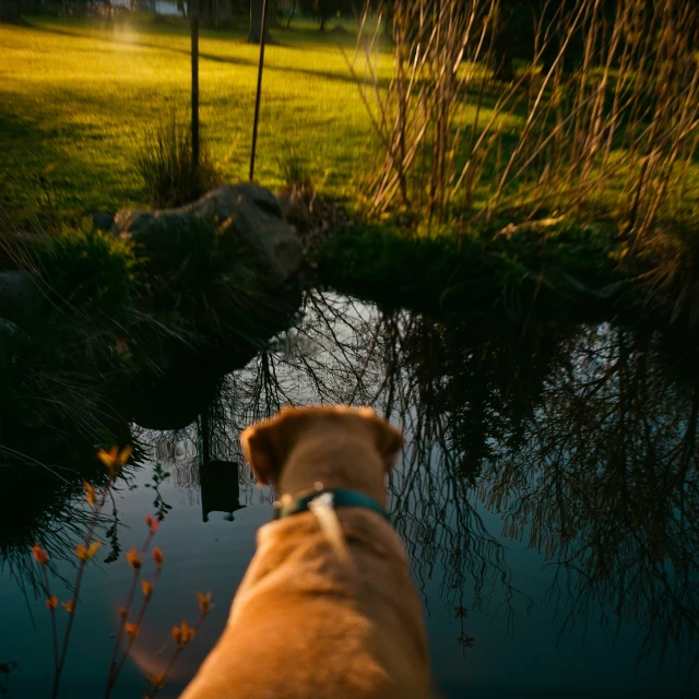 a dog with its head to the pond looking at the grass and trees