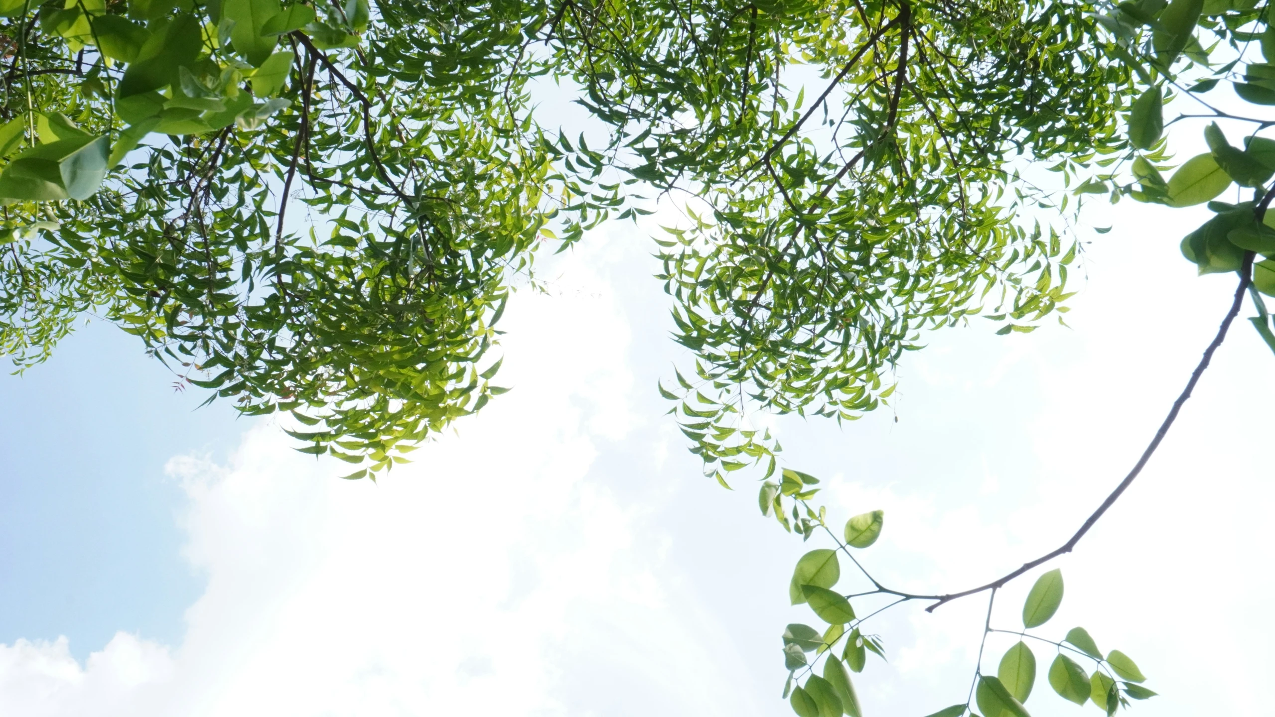 the green leaves are flying in the sky