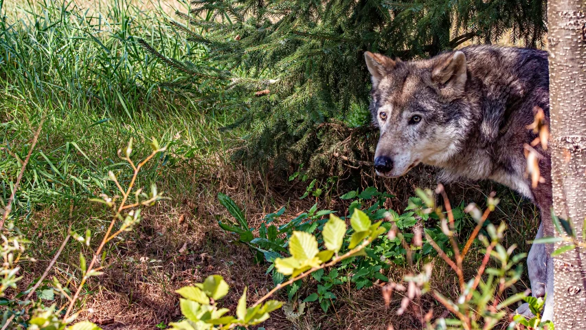 a wolf in the woods standing near some trees