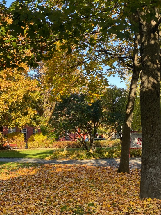 a person is riding a bicycle on a path in a park