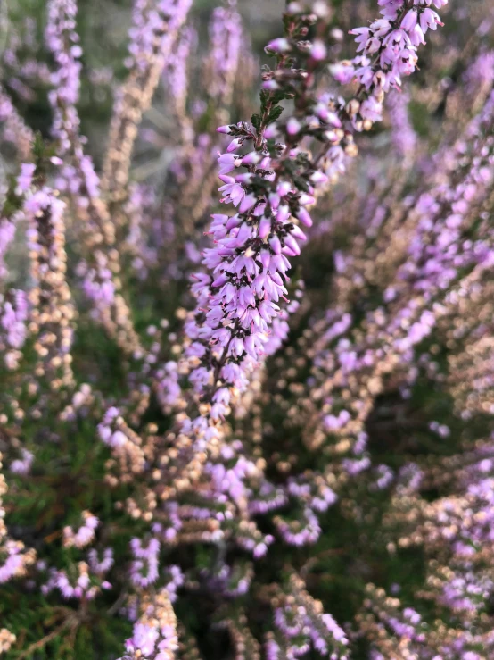 purple wildflowers in a group with leaves out