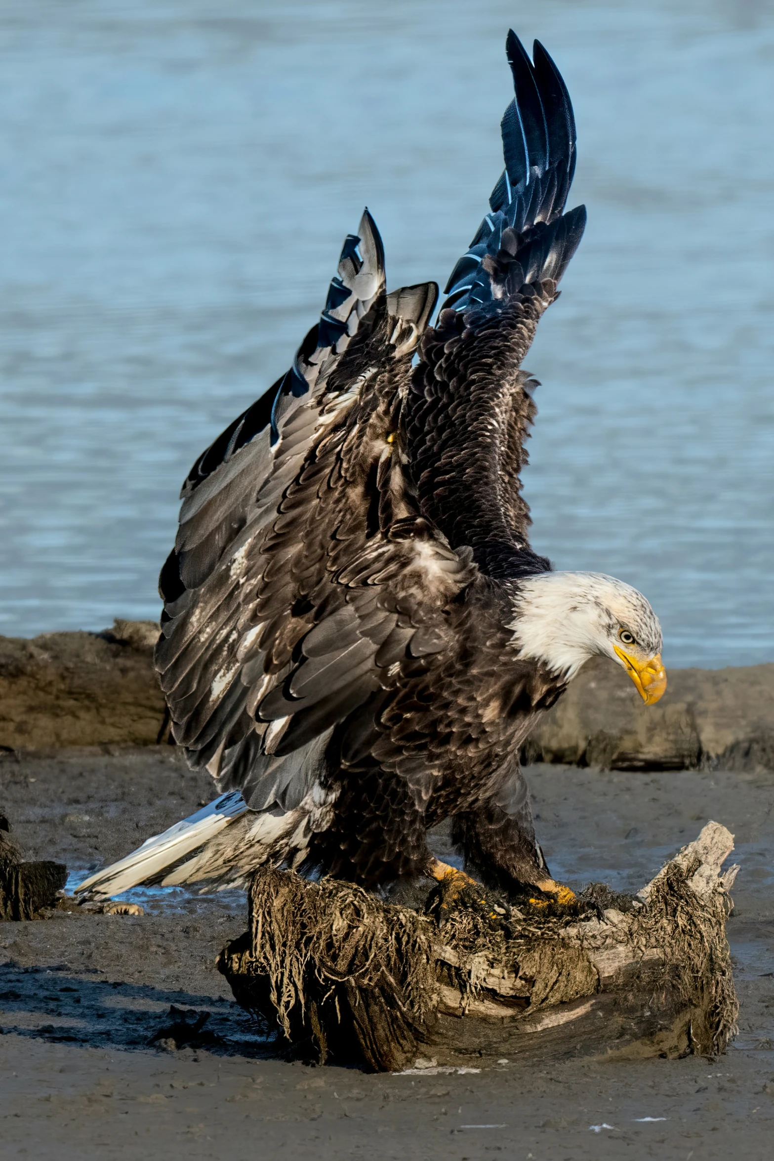 an eagle spreading its wings on top of the ground