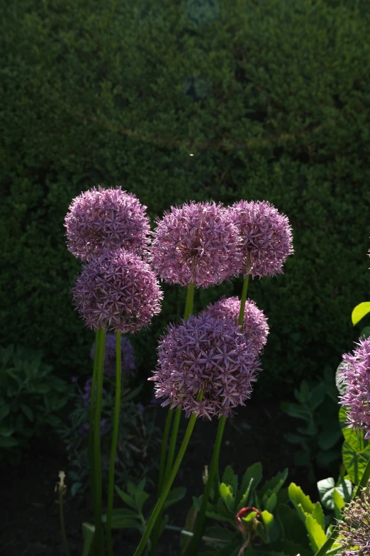 some purple flowers are growing in the bushes