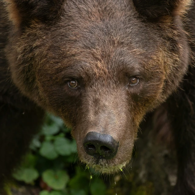 a large brown bear with black eyes on the grass