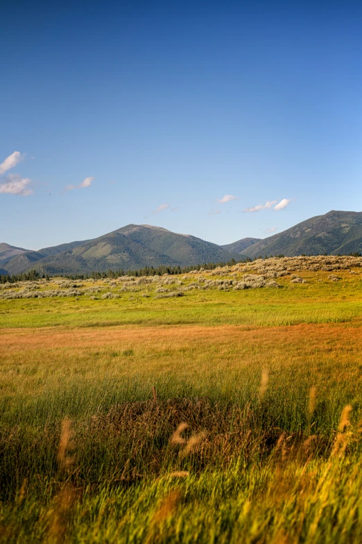 the landscape is lush with long grass and green hills