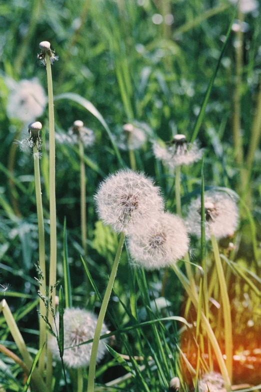 a close up of a dandelion on a grassy field