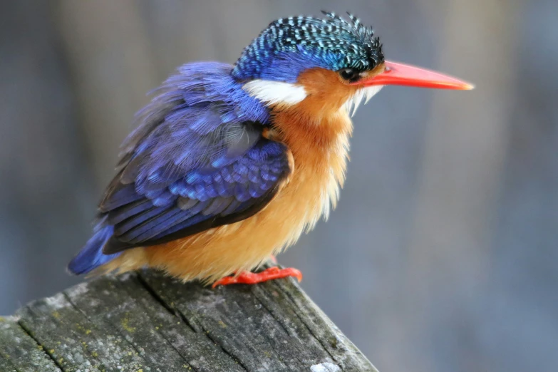 the small bird is perched on the post