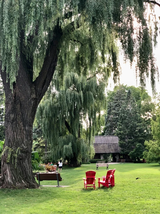 two red lawn chairs are under the shade of the large tree