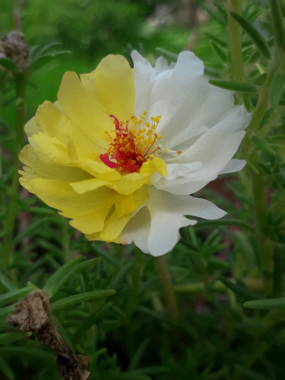 an image of a flower with a yellow center