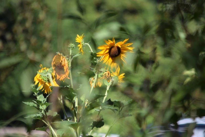 sunflowers and erflies with green leaves around them