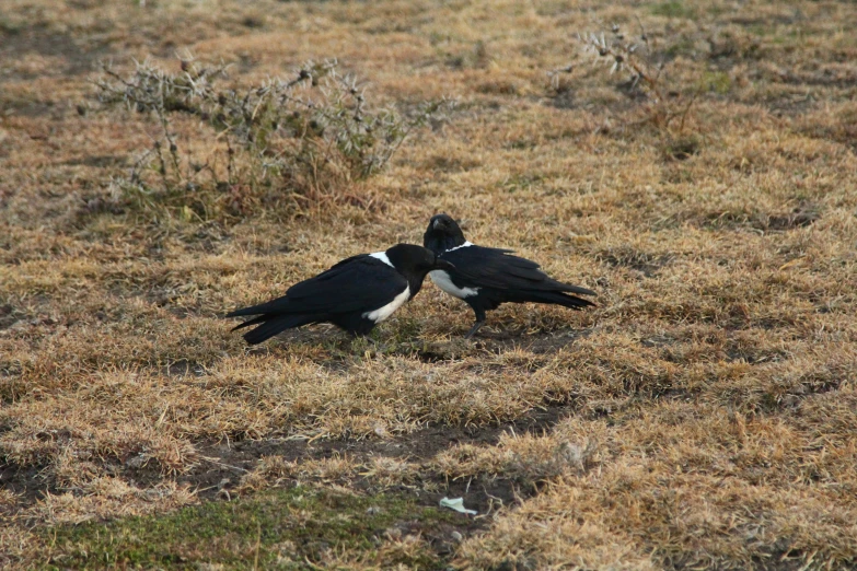 two birds standing together in a field