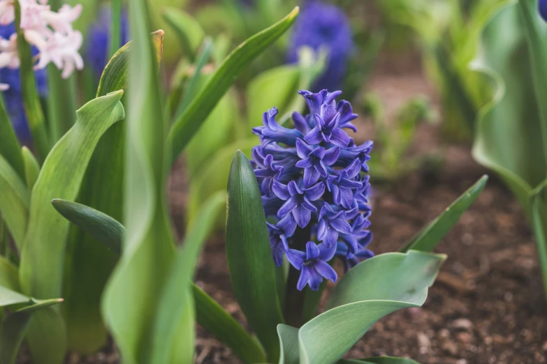 purple flowers growing from the ground near green leaves