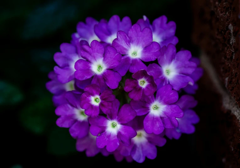 purple flowers against a dark background that's really out of focus